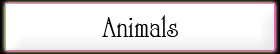Animal Orginal Art