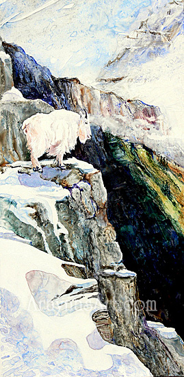 mountain goat