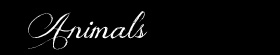 Animals Original Art